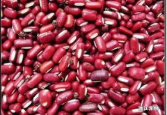 如何防止红豆生虫