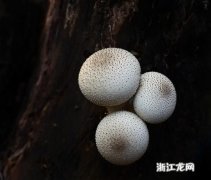 马勃菌切开是黑色的可以吃吗，七彩菌里那个黑色的叫什么菌？