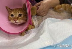 猫尿道改造手术恢复图