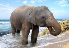 梦见大象是什么意思