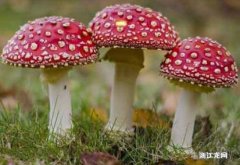 如何分辨毒蘑菇 各种蘑菇的选购方法是什么