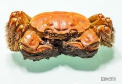 螃蟹没熟吃了会中毒吗