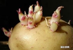 怎么让土豆不发芽 土豆发芽了吃了会中毒吗