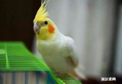 玄凤鹦鹉是热带鸟吗