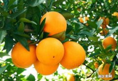 橘子最简单的保存方法