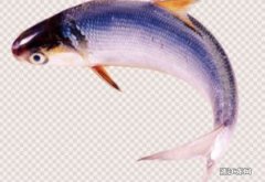 淡水鳕鱼市场价多少钱一斤