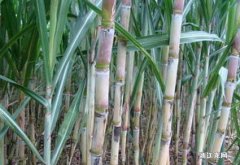 甘蔗是怎样种植的