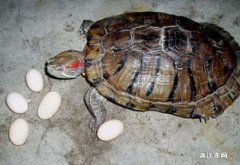怎样孵化乌龟蛋是最好的方法