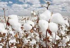 新疆棉花生长条件