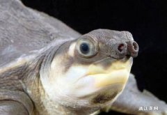 人工养殖的猪鼻龟是保护动物吗
