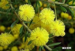 澳大利亚国花是什么