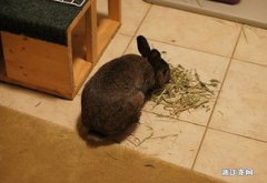 兔子能吃菠萝吗