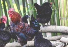 乌鸡和普通鸡的区别 乌鸡和老母鸡哪个好？