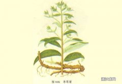 羊耳菊的功效与作用 矮地茶的功效与作用