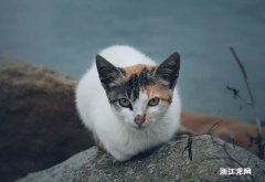 猫冠状病毒能存活多久外面环境