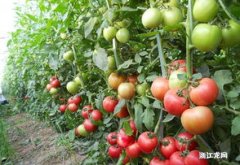 西红柿种子直接种到地里可以吗