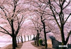 几月可以到太原植物园看樱花树 几月可以到太原植物园看樱花