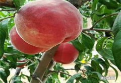特早熟桃树新品种介绍