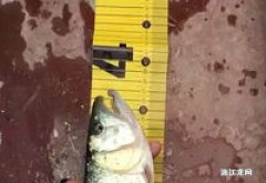 50厘米翘嘴鱼要长多少年