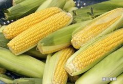 鲜玉米怎样保存得更久