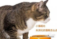 猫吐未消化的猫粮是怎么回事