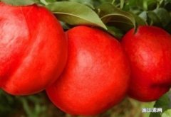 油桃的吃法有哪些 生桃多吃好吗