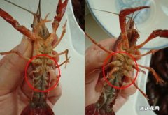 龙虾怎样分辨公母