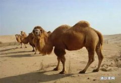 骆驼脚掌利于沙漠行走的特点