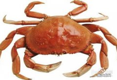 螃蟹屁股有一团海绵 螃蟹怎么区分蟹黄和蟹屎