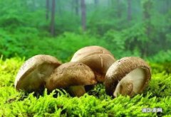 不同蘑菇的营养价值是什么 吃蘑菇中毒怎么急救