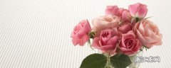 玫瑰一年可以开几次花 玫瑰每年的开花次数介绍