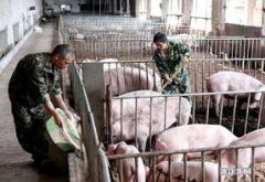 关于生猪养殖的国家政策