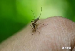 小苏打灭蚊子最有效的方法 小苏打可以杀死蚊子的虫卵吗