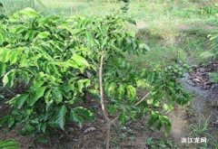 黄皮果树种植技术