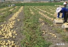 南方土豆几月份种植